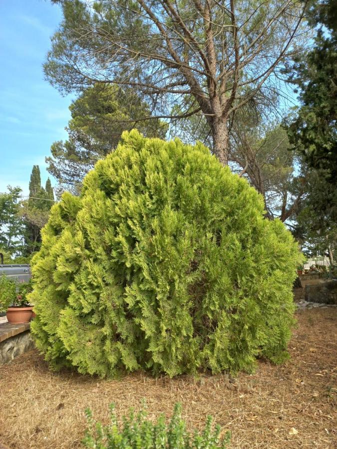 Cinigiano Agriturismo Podere Cherzo מראה חיצוני תמונה